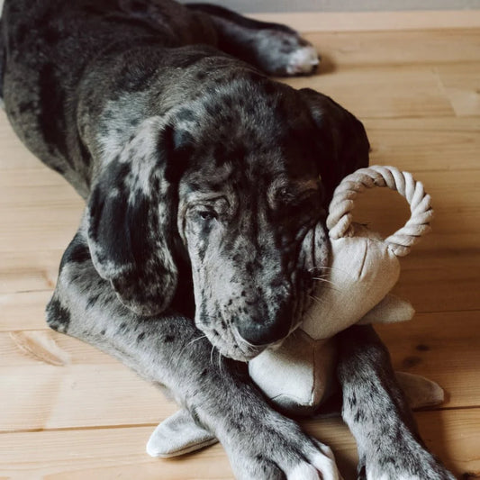 Cloud7 - Dog Toy Rabbit Molly