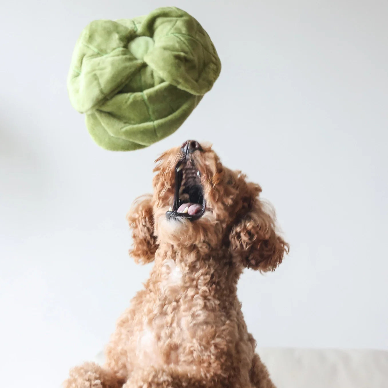 Pups & Bubs - Snuffel Cabbage