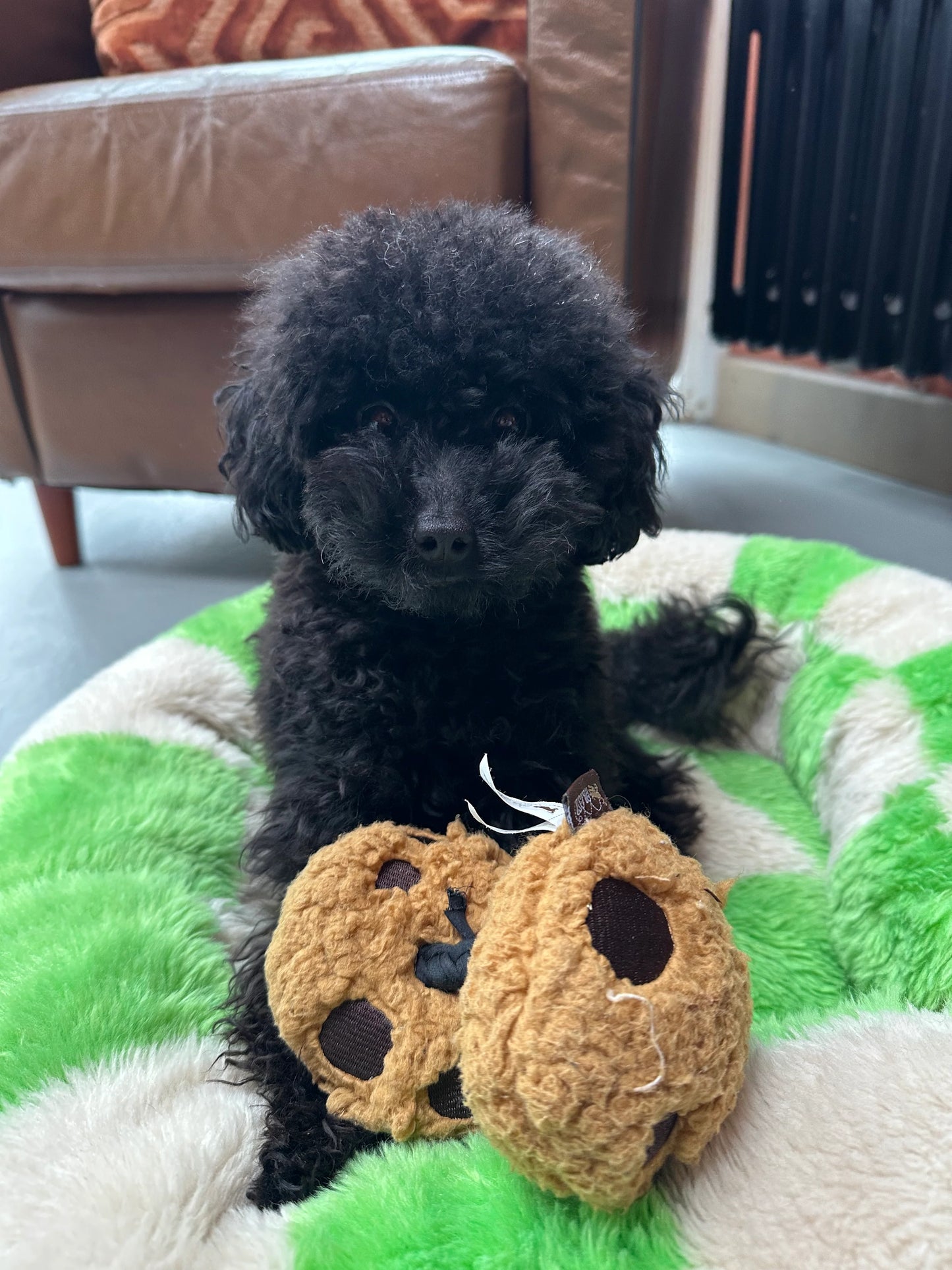 P.L.A.Y. Pup Cup Cafe Collection - Cookies n'Treats