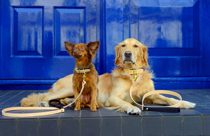 Rag & Paw - Halsband