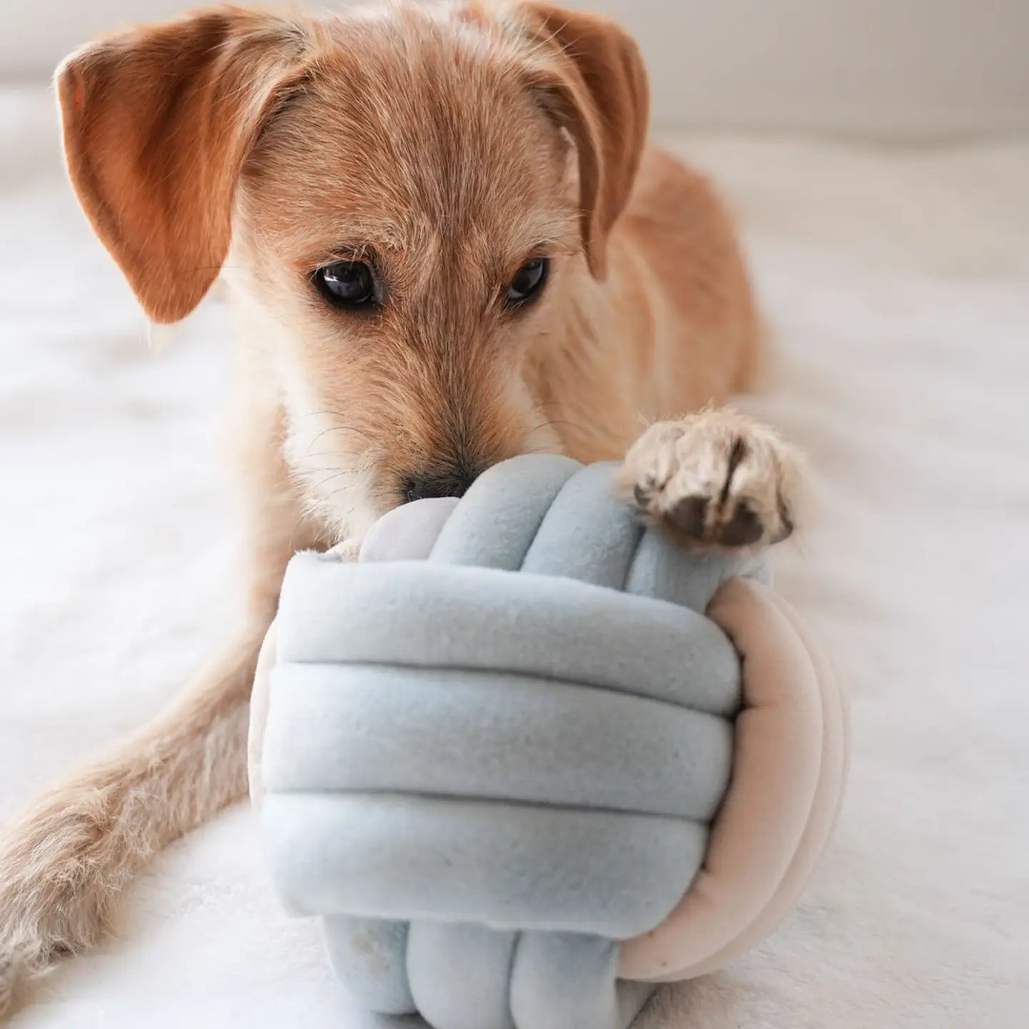 Pups & Bubs - Snuffel Knoop