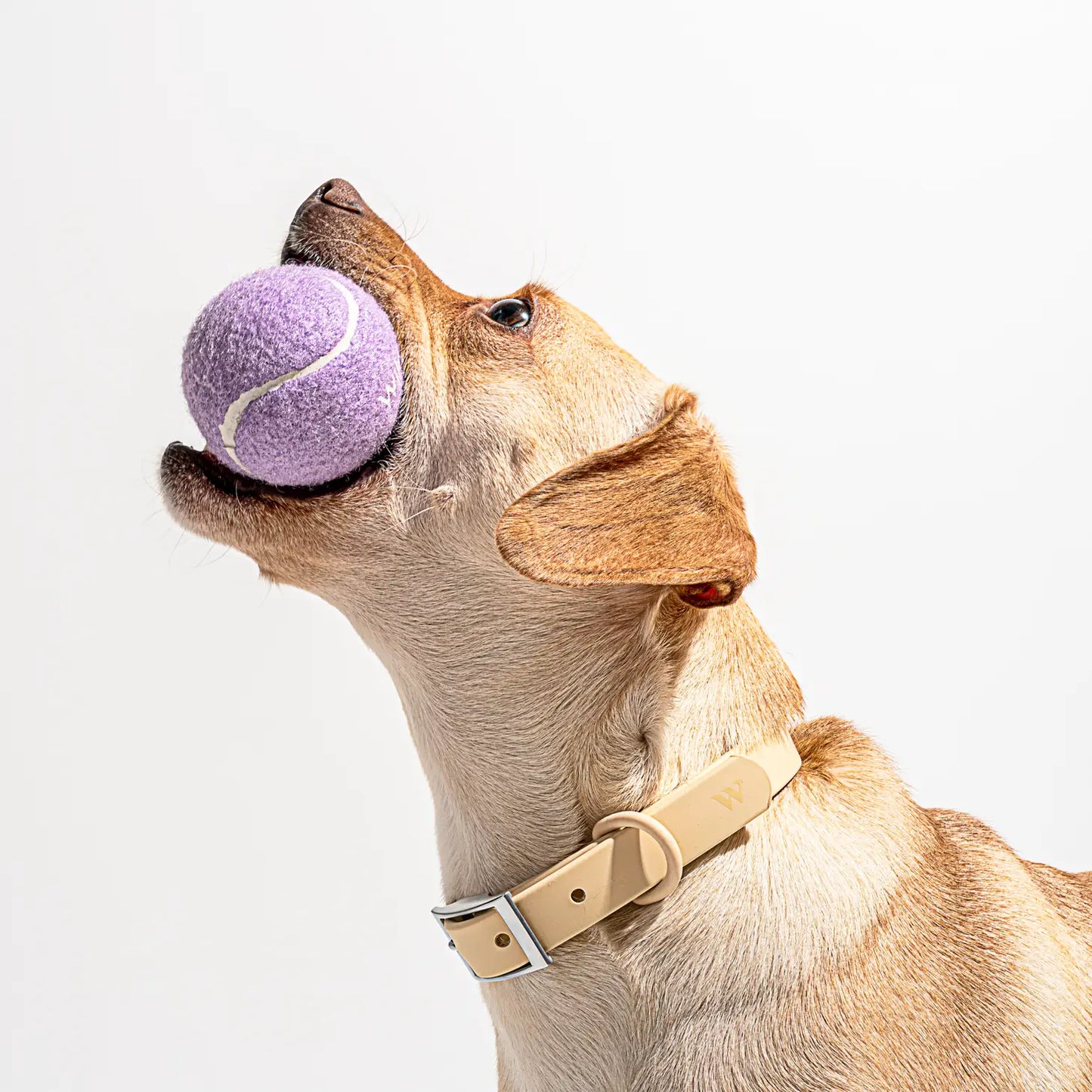 Wild One - Tennisballen